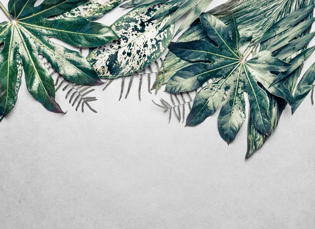 livingwalls-designwalls-118550-fototapete-bl-tter-gr-n-350x255cm image 1