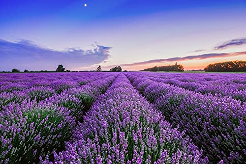 a-s-cr-ation-fototapeten-lavender-fototapete-4-00x2-67m-lila image 3