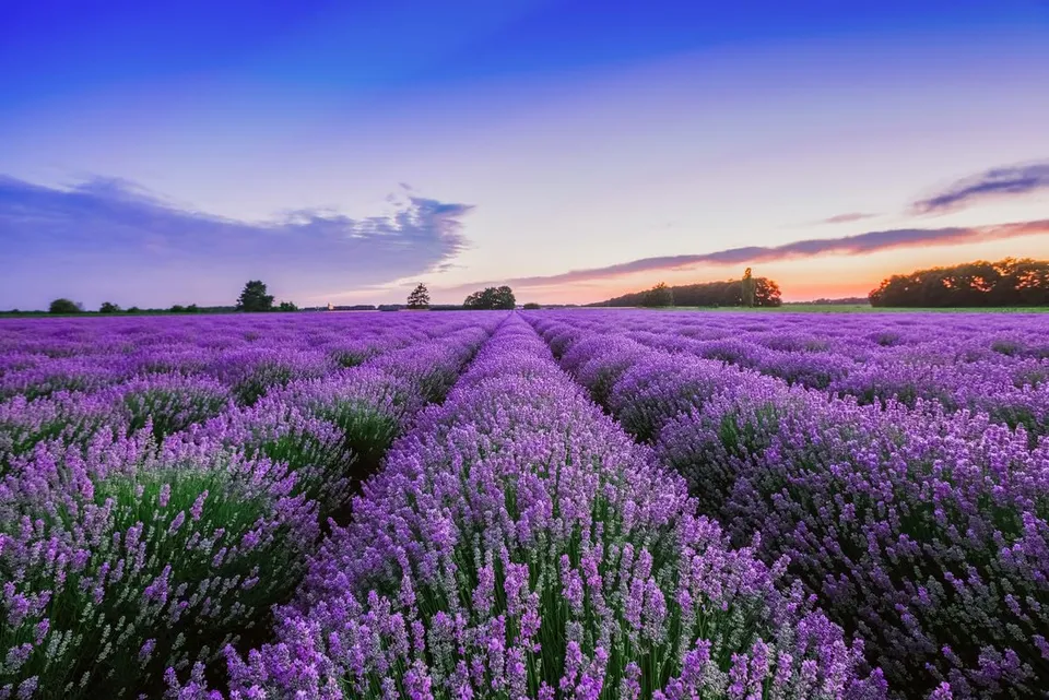 a-s-cr-ation-fototapete-lavender-field-dd129578-blau-gr-n-violett-375x250 image 1