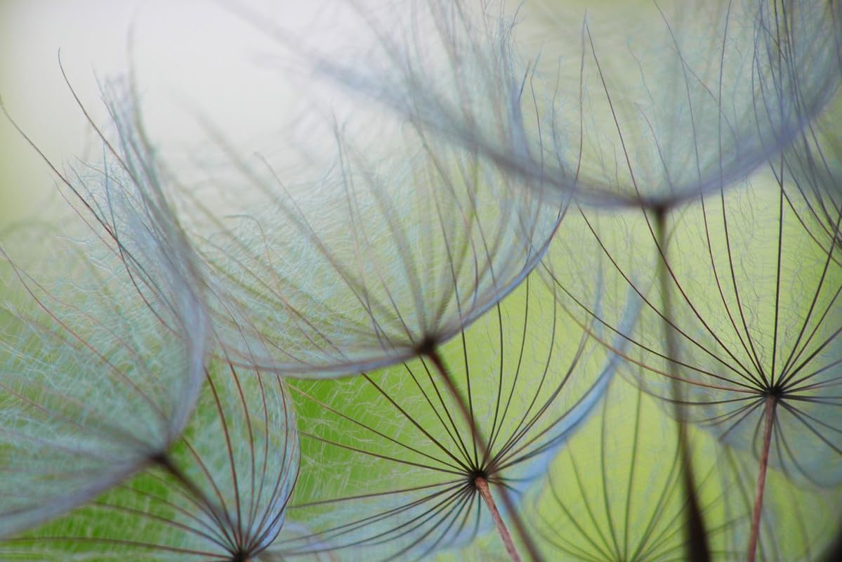 a-s-cr-ation-fototapete-lavender-field-dd129578-blau-gr-n-violett-375x250 image 4