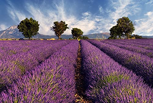 a-s-cr-ation-lavender-fototapete-4x2-67m-lila-blau image 3
