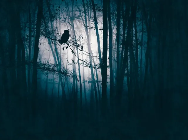 a-s-cr-ation-fototapeten-399091-fototapete-wald-blau-schwarz-3-71m image 1