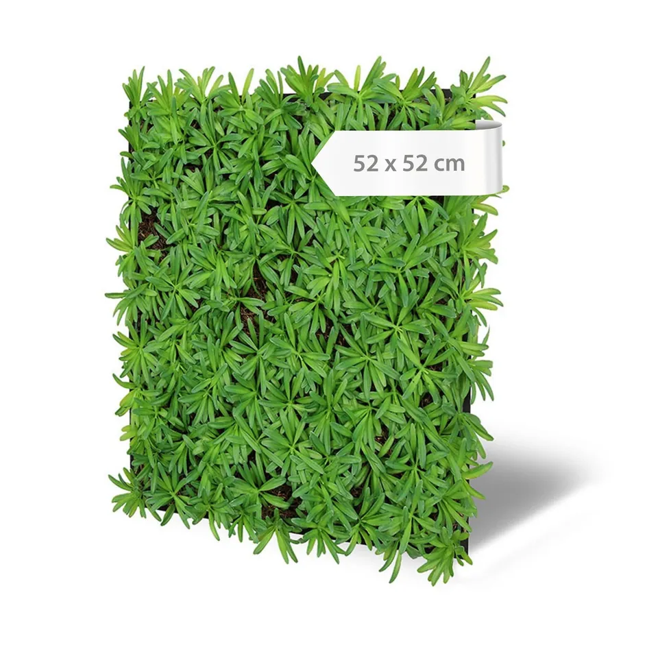 a-s-cr-ation-tapeten-wandpaneel-podocarpus-tea-tree-52x52-cm image 1