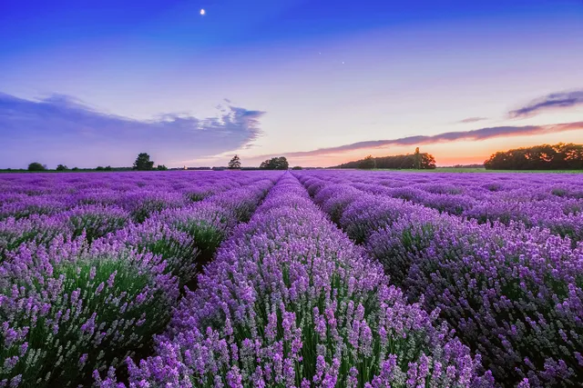 a-s-cr-ation-fototapeten-lavender-fototapete-4-00x2-67m-lila image 1