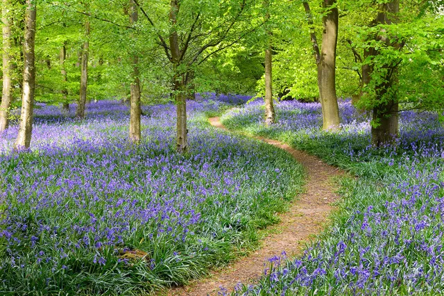 a-s-cr-ation-fototapeten-flowers-in-forest-tapete-4x2-67m-gr-n image 1