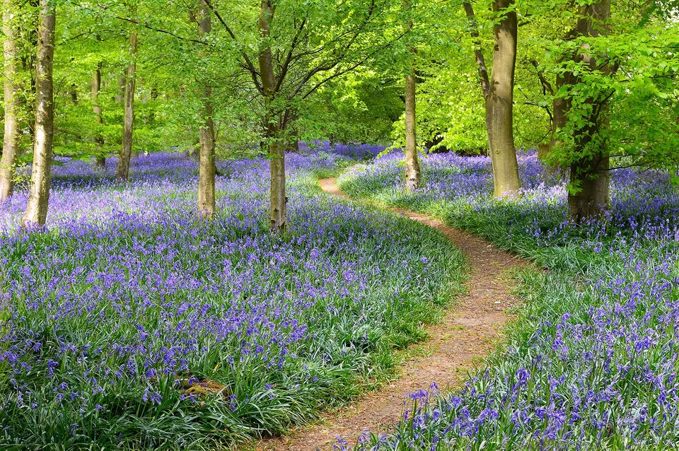 a-s-cr-ation-fototapeten-flowers-in-forest-tapete-4x2-67m-gr-n image 1