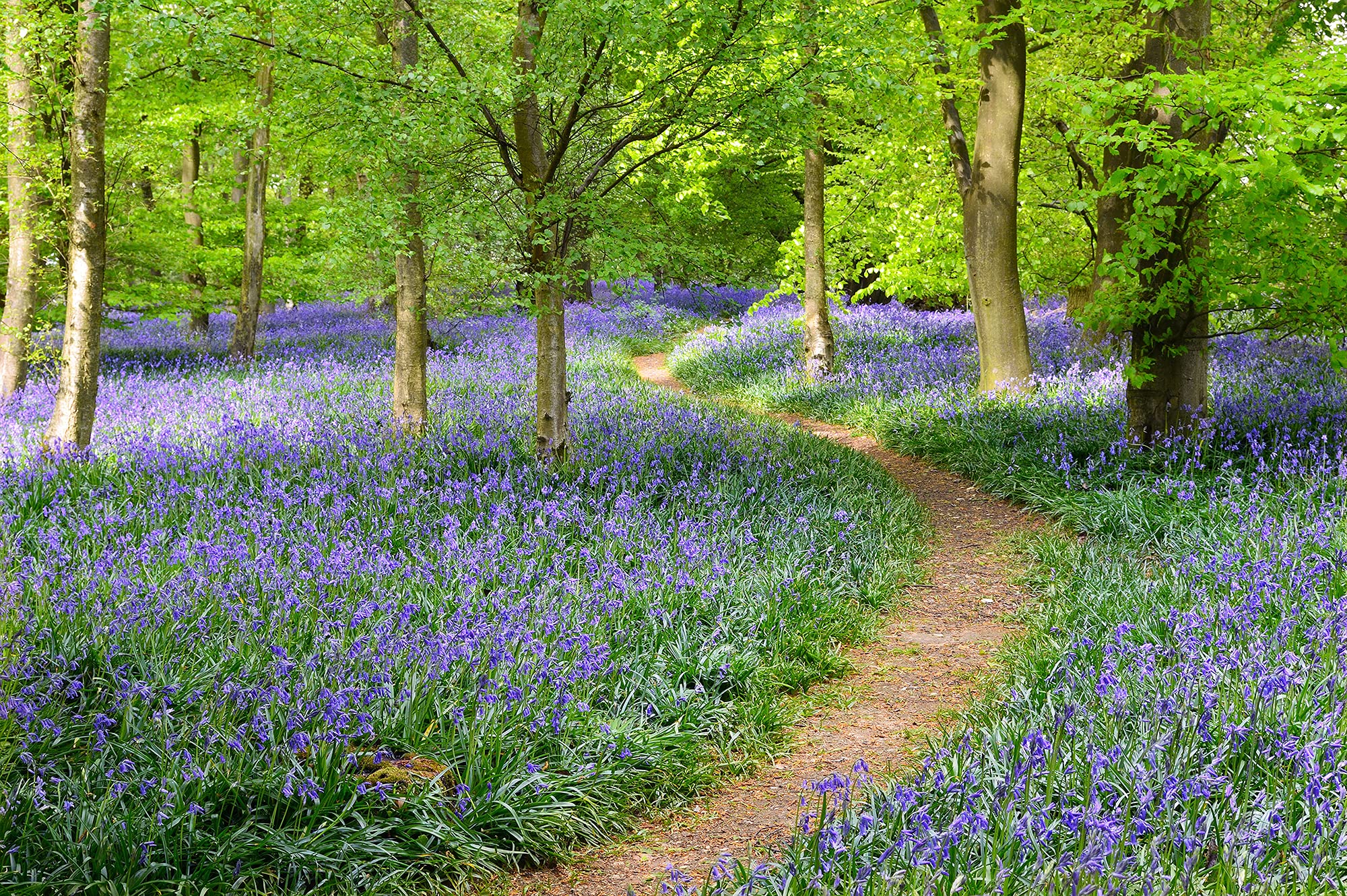 a-s-cr-ation-fototapeten-flowers-in-forest-tapete-4x2-67m-gr-n image 1