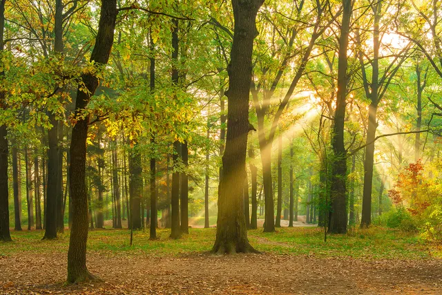 a-s-cr-ation-fototapete-oak-forest-gr-n-400x267-vlies image 1