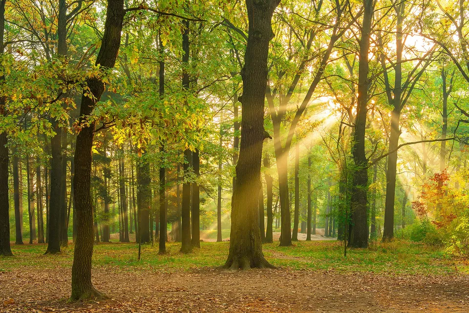 a-s-cr-ation-fototapete-oak-forest-gr-n-400x267-vlies image 1