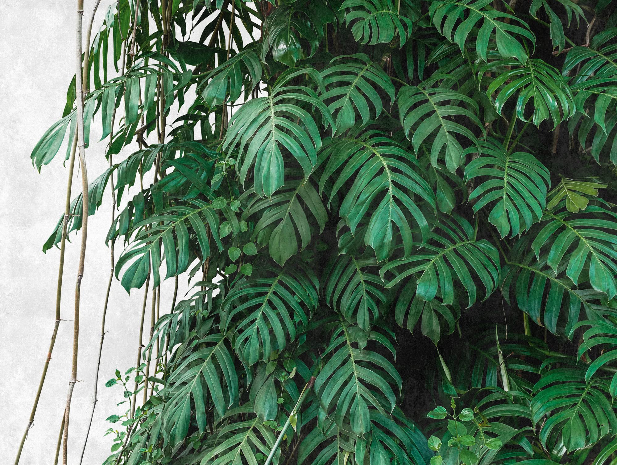livingwalls-dschungel-fototapete-palmen-gr-n-grau-3-71x2-80m image 6