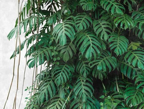livingwalls-dschungel-fototapete-palmen-gr-n-grau-3-71x2-80m image 7