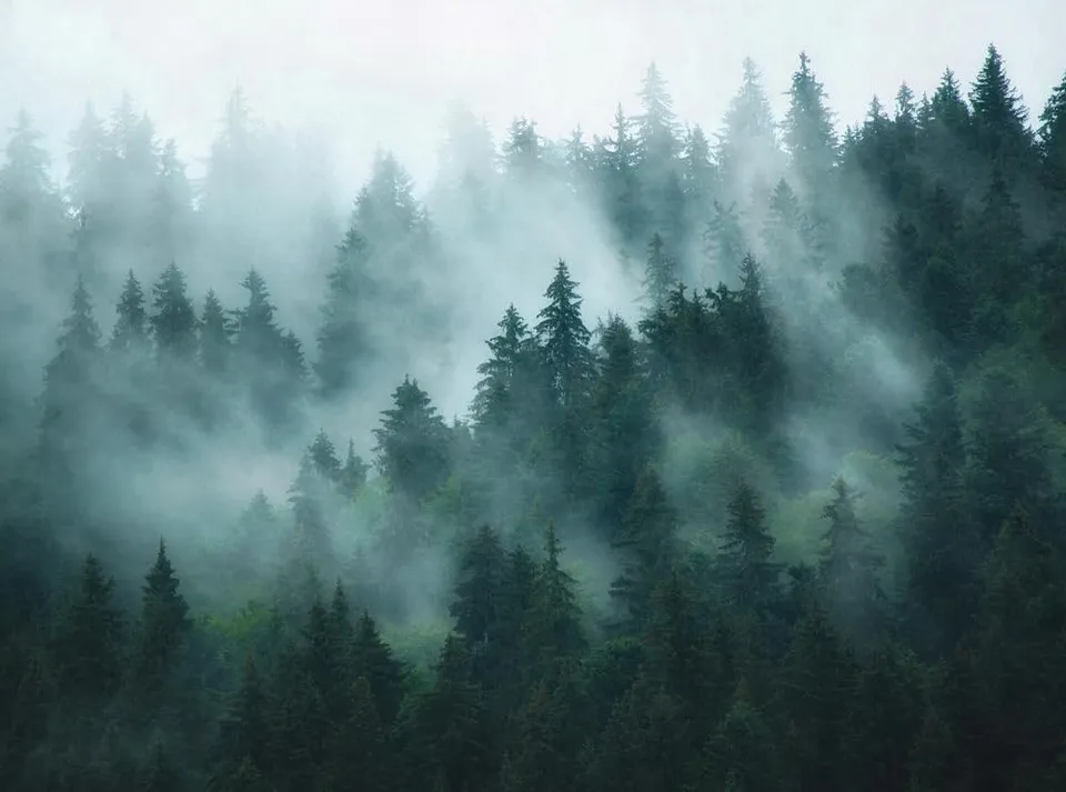 a-s-cr-ation-fototapeten-398981-fototapete-natur-gr-n-371x280 image 1
